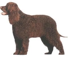 Irish Spaniel