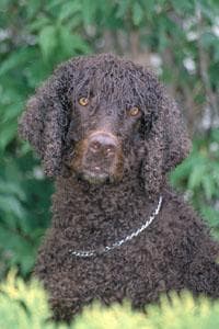 Irish Spaniel