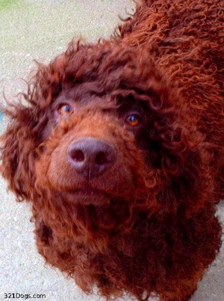 Irish Spaniel
