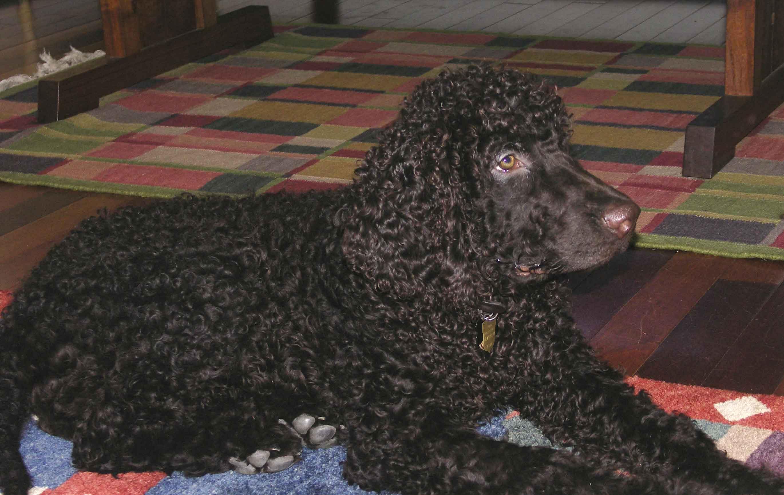 Irish Spaniel