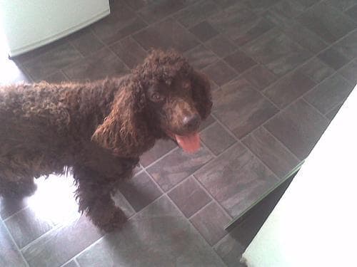 Irish Spaniel
