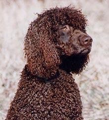 Irish Spaniel