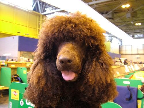 Irish Spaniel
