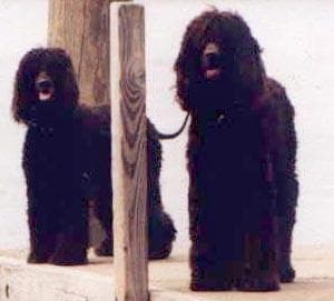 Irish Spaniel