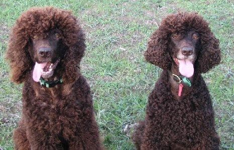 Irish Spaniel