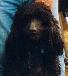 Irish Spaniel