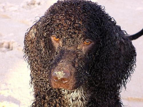 Irish Spaniel