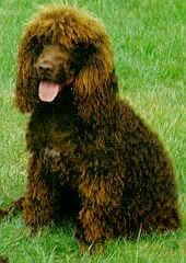 Irish Spaniel