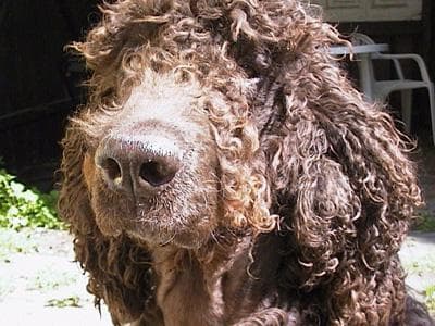 Irish Spaniel