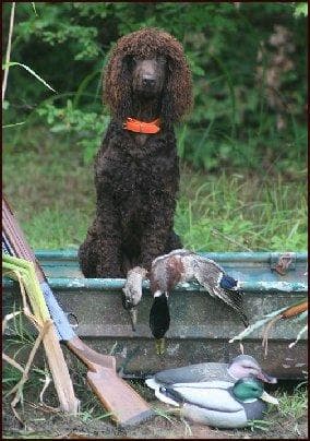 Irish Spaniel