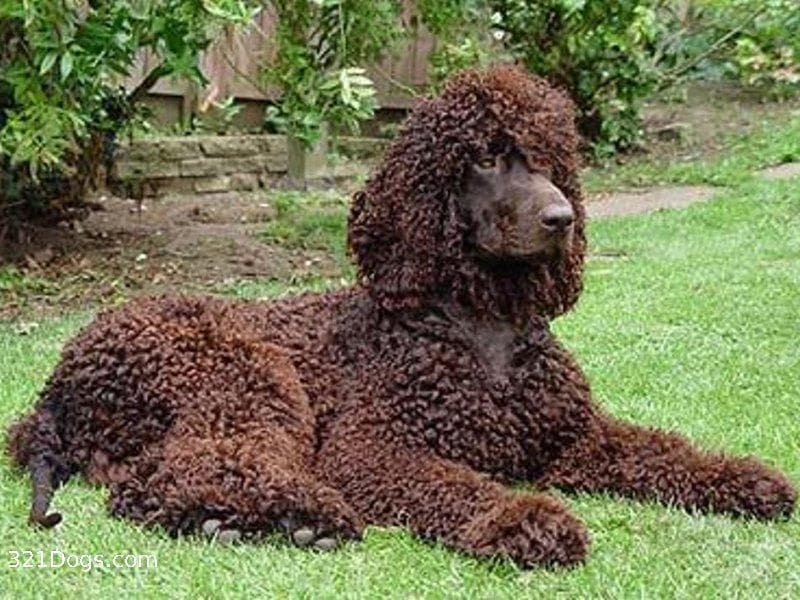 Irish Spaniel