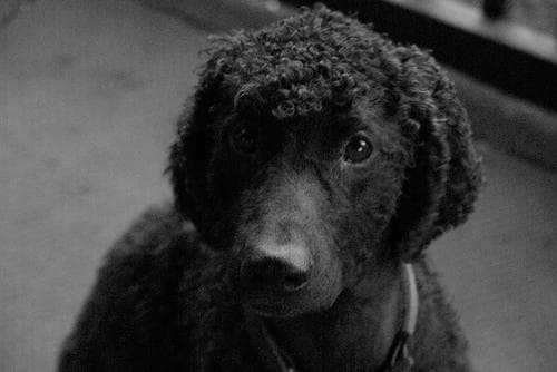 Irish Spaniel