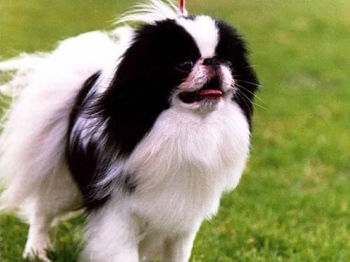 Japanese Spaniel