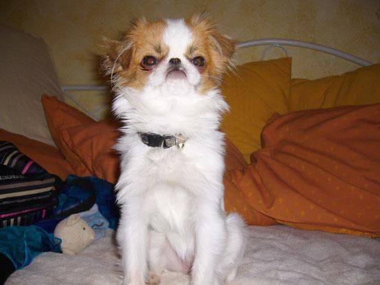 Japanese Spaniel