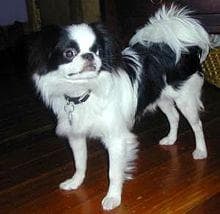 Japanese Spaniel