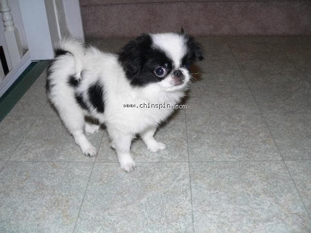 Japanese Spaniel