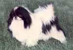 Japanese Spaniel