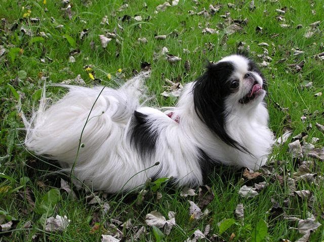 Japanese Spaniel