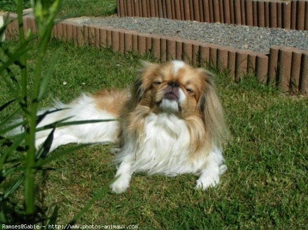 Japanese Spaniel