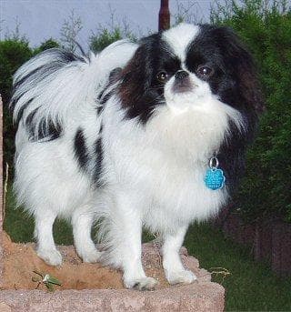 Japanese Spaniel