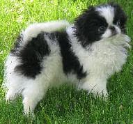 Japanese Spaniel