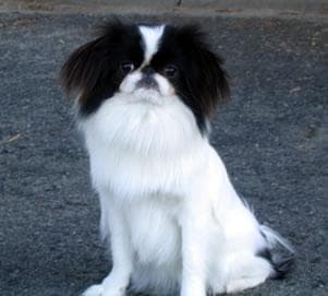 Japanese Spaniel