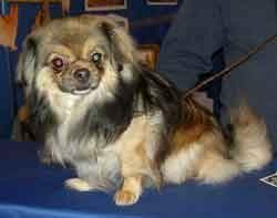 Japanese Spaniel