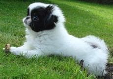 Japanese Spaniel