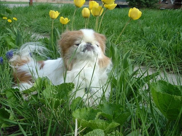 Japanese Spaniel