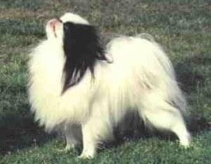 Japanese Spaniel
