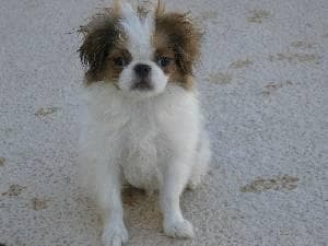 Japanese Spaniel