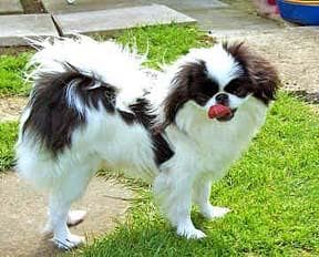 Japanese Spaniel