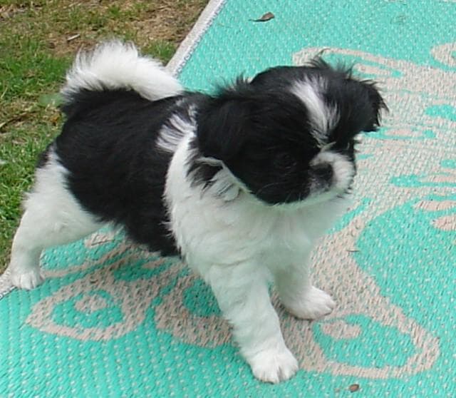 Japanese Spaniel