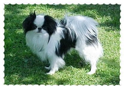Japanese Spaniel