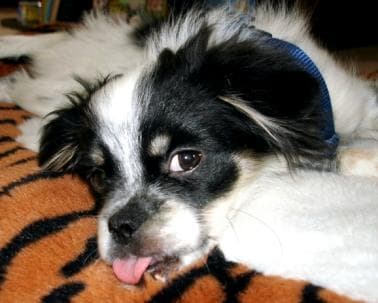 Japanese Spaniel