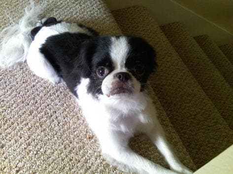 Japanese Spaniel