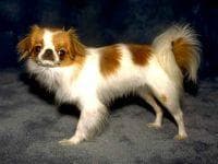 Japanese Spaniel