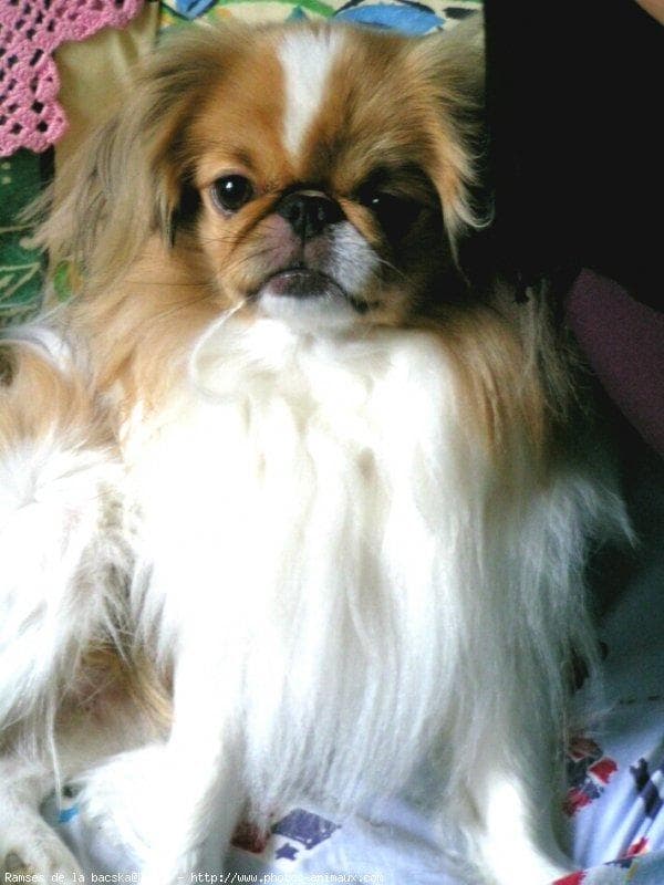 Japanese Spaniel