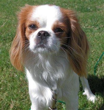 Japanese Spaniel