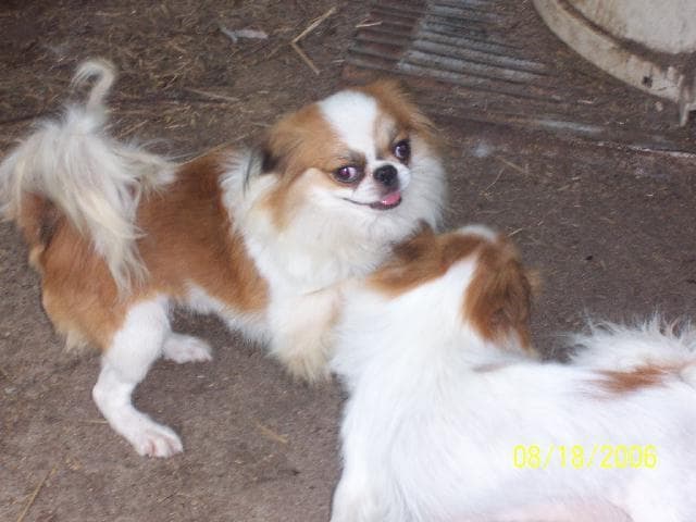 Japanese Spaniel