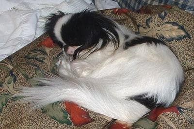 Japanese Spaniel