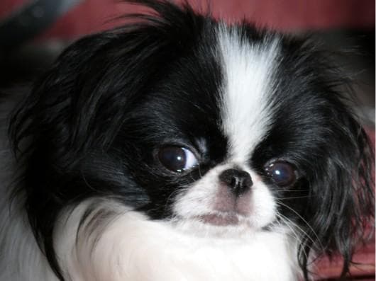 Japanese Spaniel