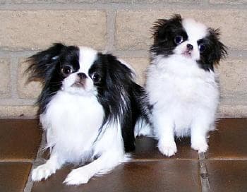 Japanese Spaniel