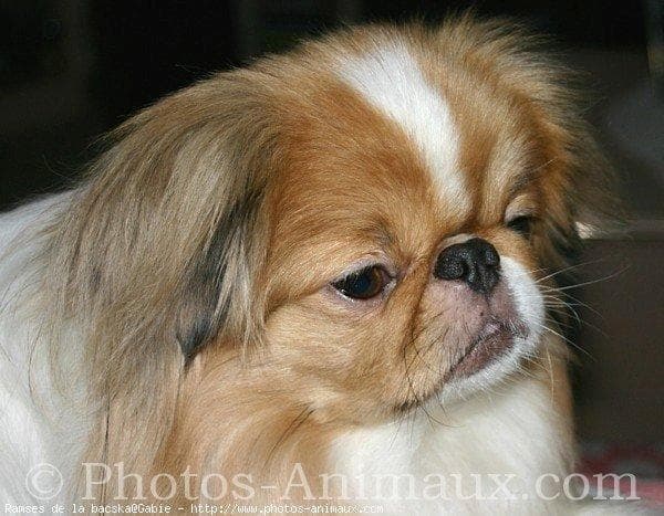 Japanese Spaniel