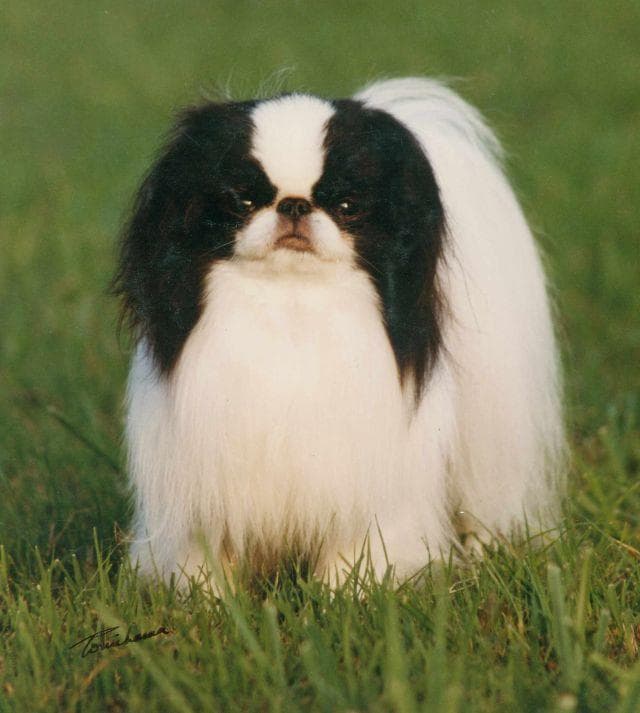 Japanese Spaniel