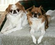 Japanese Spaniel