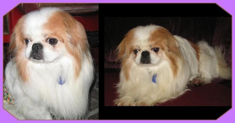 Japanese Spaniel