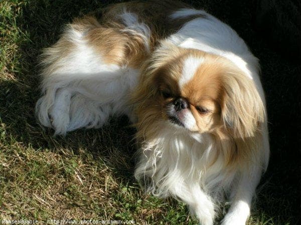 Japanese Spaniel