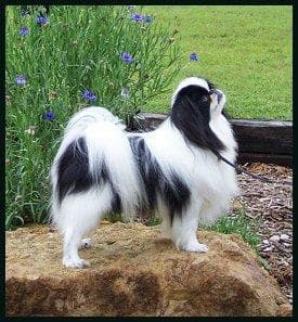 Japanese Spaniel