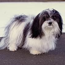 Japanese Spaniel